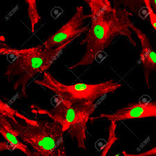 Medicinal signalling cells